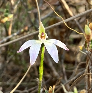 Caladenia fuscata at Yarralumla, ACT - suppressed