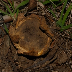 Scleroderma sp. (Scleroderma) at Freshwater Creek, VIC - 23 May 2021 by WendyEM