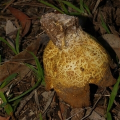 Scleroderma sp. at Freshwater Creek, VIC - 23 May 2021