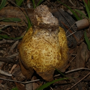 Scleroderma sp. at Freshwater Creek, VIC - 23 May 2021