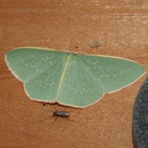 Chlorocoma dichloraria at Freshwater Creek, VIC - 31 May 2021