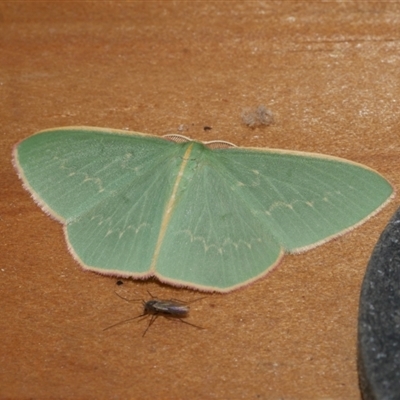 Chlorocoma dichloraria (Guenee's or Double-fringed Emerald) at Freshwater Creek, VIC - 31 May 2021 by WendyEM