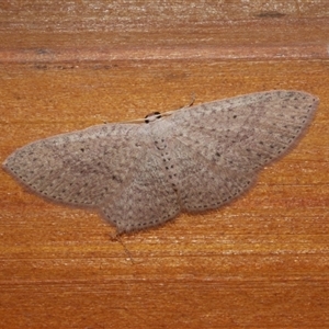 Poecilasthena anthodes at Freshwater Creek, VIC - 31 May 2021 11:37 PM