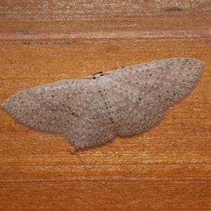 Poecilasthena anthodes at Freshwater Creek, VIC - 31 May 2021