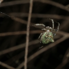 Unidentified Orb-weaving spider (several families) at Freshwater Creek, VIC - 31 May 2021 by WendyEM