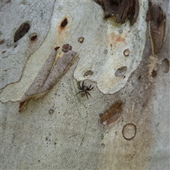 Servaea incana (Hoary Servaea) at Yarralumla, ACT - 7 Sep 2024 by JenniM