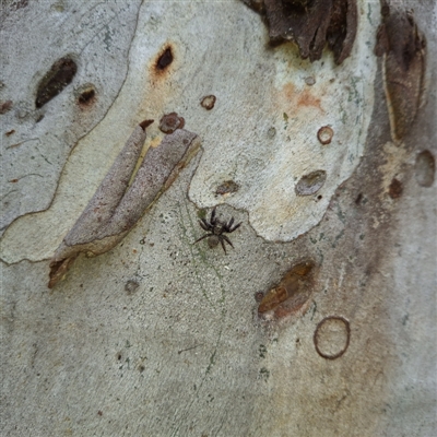 Servaea incana (Hoary Servaea) at Yarralumla, ACT - 7 Sep 2024 by JenniM