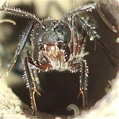 Camponotus intrepidus (Flumed Sugar Ant) at Yarralumla, ACT - 7 Sep 2024 by JenniM