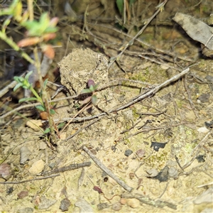 Camponotus intrepidus at Yarralumla, ACT - 7 Sep 2024