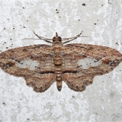 Chloroclystis filata (Filata Moth, Australian Pug Moth) at Freshwater Creek, VIC - 8 Oct 2021 by WendyEM