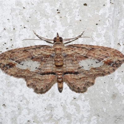 Chloroclystis filata (Filata Moth, Australian Pug Moth) at Freshwater Creek, VIC - 8 Oct 2021 by WendyEM