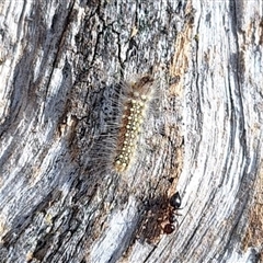 Uraba lugens (Gumleaf Skeletonizer) at Yarralumla, ACT - 7 Sep 2024 by JenniM