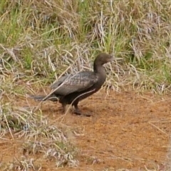 Phalacrocorax sulcirostris (Little Black Cormorant) at Freshwater Creek, VIC - 14 Oct 2021 by WendyEM