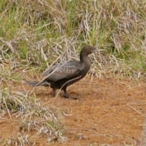 Phalacrocorax sulcirostris at Freshwater Creek, VIC - 15 Oct 2021 10:29 AM