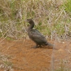 Phalacrocorax sulcirostris at Freshwater Creek, VIC - 15 Oct 2021 10:29 AM