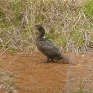 Phalacrocorax sulcirostris at Freshwater Creek, VIC - 15 Oct 2021