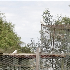 Cacatua galerita (Sulphur-crested Cockatoo) at Freshwater Creek, VIC - 22 Oct 2021 by WendyEM