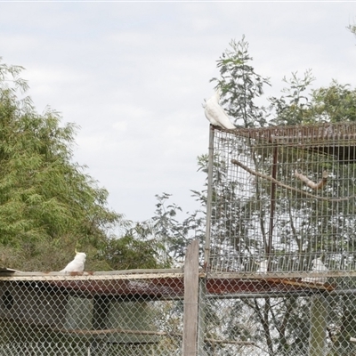 Cacatua galerita (Sulphur-crested Cockatoo) at Freshwater Creek, VIC - 22 Oct 2021 by WendyEM