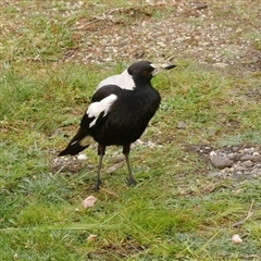 Gymnorhina tibicen (Australian Magpie) at Freshwater Creek, VIC - 24 Oct 2021 by WendyEM