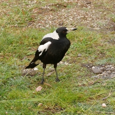 Gymnorhina tibicen (Australian Magpie) at Freshwater Creek, VIC - 24 Oct 2021 by WendyEM