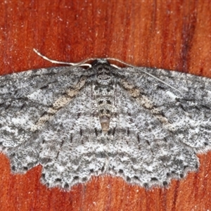 Ectropis fractaria at Rosedale, NSW - 8 Sep 2024 08:14 PM