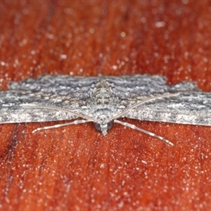 Ectropis fractaria at Rosedale, NSW - 8 Sep 2024 08:14 PM