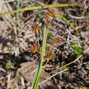 Luzula densiflora at Kambah, ACT - 9 Sep 2024 02:40 PM