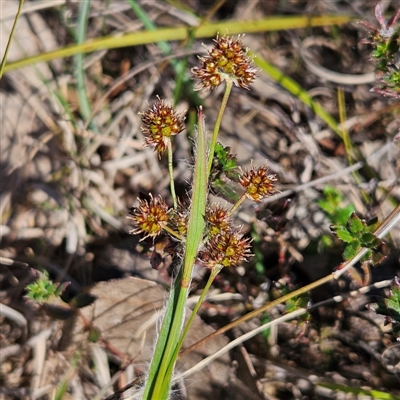 Luzula densiflora (Dense Wood-rush) at Kambah, ACT - 9 Sep 2024 by MatthewFrawley