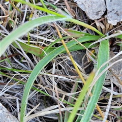 Luzula densiflora at Kambah, ACT - 9 Sep 2024 02:40 PM