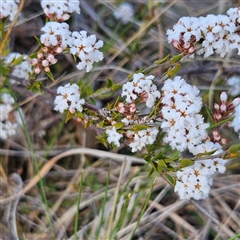 Leucopogon virgatus (Common Beard-heath) at Kambah, ACT - 9 Sep 2024 by MatthewFrawley