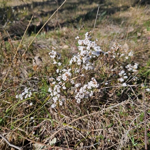 Leucopogon virgatus at Kambah, ACT - 9 Sep 2024