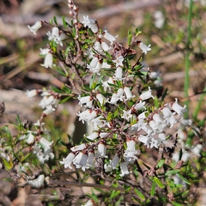 Cryptandra amara at Kambah, ACT - 9 Sep 2024 02:43 PM