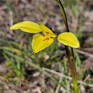 Diuris chryseopsis at Kambah, ACT - suppressed