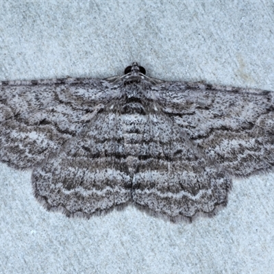 Psilosticha absorpta (Fine-waved Bark Moth) at Rosedale, NSW - 7 Sep 2024 by jb2602