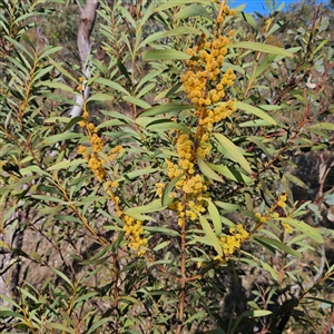 Acacia rubida at Kambah, ACT - 9 Sep 2024