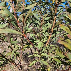 Acacia rubida at Kambah, ACT - 9 Sep 2024 02:49 PM