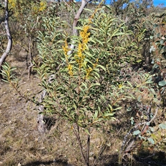 Acacia rubida at Kambah, ACT - 9 Sep 2024