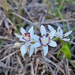 Wurmbea dioica subsp. dioica (Early Nancy) at Kambah, ACT - 9 Sep 2024 by MatthewFrawley