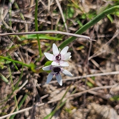 Wurmbea dioica subsp. dioica at Kambah, ACT - 9 Sep 2024