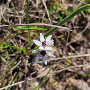 Wurmbea dioica subsp. dioica at Kambah, ACT - 9 Sep 2024