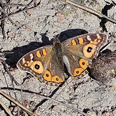 Junonia villida (Meadow Argus) at Kambah, ACT - 9 Sep 2024 by MatthewFrawley