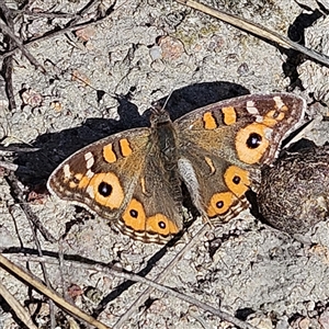 Junonia villida at Kambah, ACT - 9 Sep 2024 02:52 PM