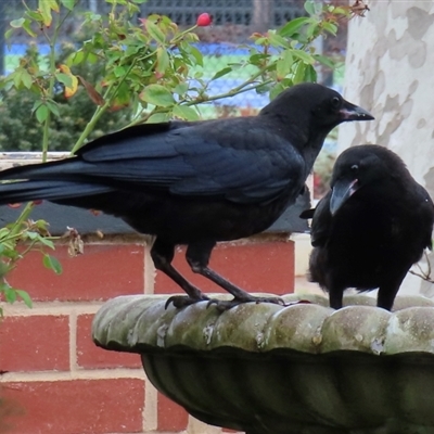 Corvus mellori (Little Raven) at Wagga Wagga, NSW - 7 Sep 2024 by RobParnell