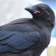 Corvus mellori at Wagga Wagga, NSW - 7 Sep 2024 09:07 AM