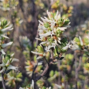 Brachyloma daphnoides at Kambah, ACT - 9 Sep 2024