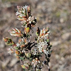 Brachyloma daphnoides at Kambah, ACT - 9 Sep 2024