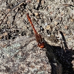 Diplacodes bipunctata (Wandering Percher) at Kambah, ACT - 9 Sep 2024 by MatthewFrawley