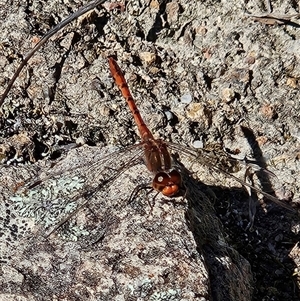 Diplacodes bipunctata at Kambah, ACT - 9 Sep 2024