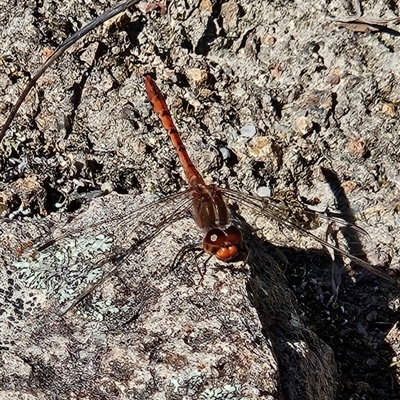 Diplacodes bipunctata (Wandering Percher) at Kambah, ACT - 9 Sep 2024 by MatthewFrawley