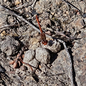 Diplacodes bipunctata at Kambah, ACT - 9 Sep 2024